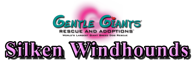 Greyhounds at Gentle Giants Rescue and Adoptions